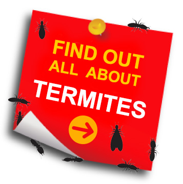Termite information