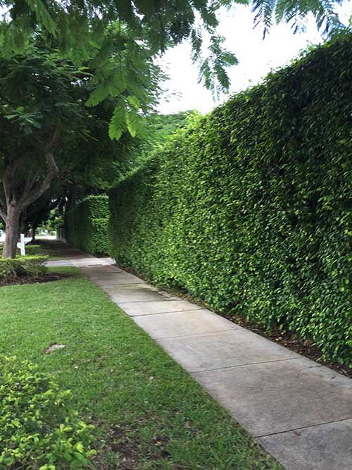 Termite Removal — Krypton Pest Control in Hialeah, FL