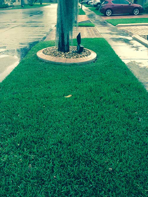 Miami-dade County — Lawn in Hialeah, FL