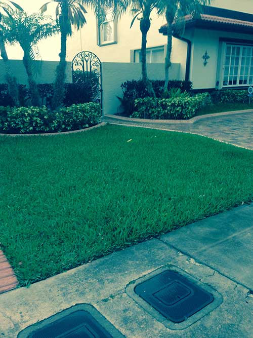 Termite Removal — Lawn Control in Hialeah, FL