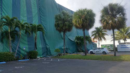 Termite Removal — Pest Service in Hialeah, FL