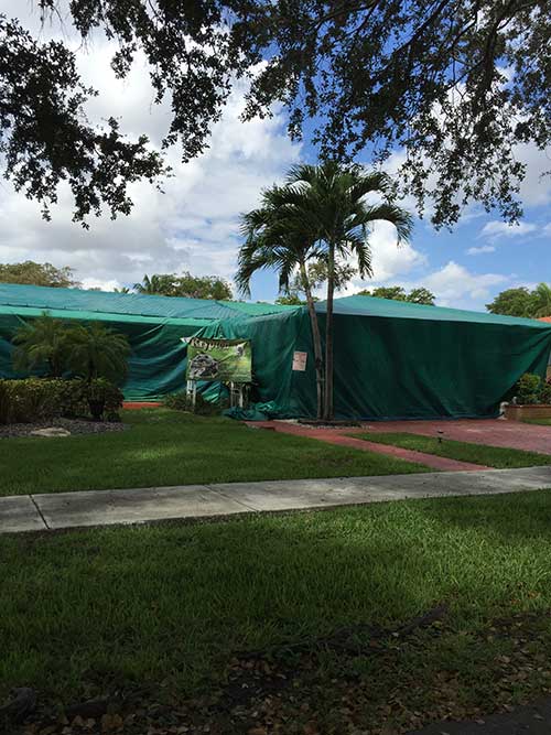 Ants In House — House Tenting in Hialeah, FL