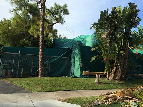 Bug Removal — House Tenting in Hialeah, FL