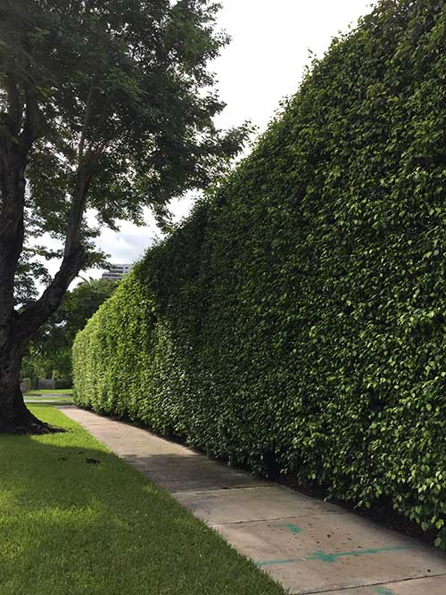 Broward County — Tree Sprying in Hialeah, FL