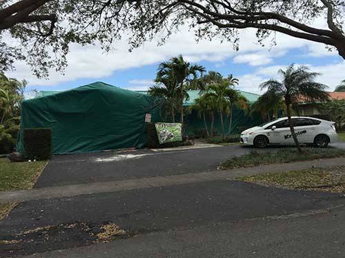Pest Removal — Pest Control in Hialeah, FL