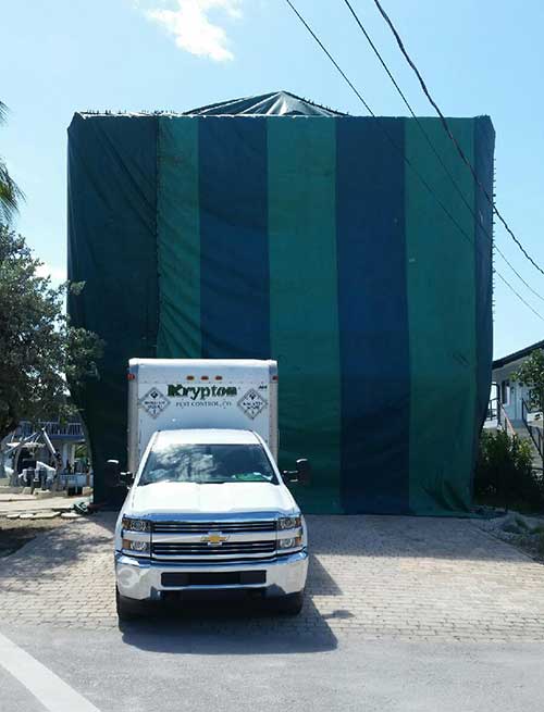 Ants In House — Krypton Service in Hialeah, FL